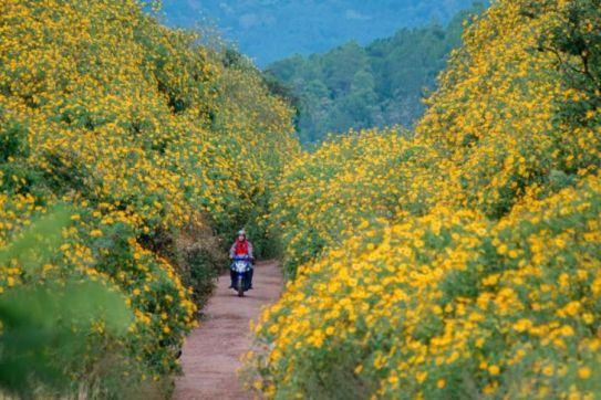 Da Lat in December: Cloud Hunting, Wild Sunflowers & Year-End Festivals